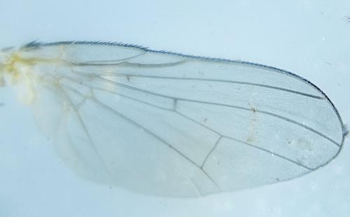 Pegomya sp.